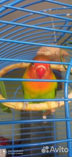 Попугай неразлучны Фишера с клеткой