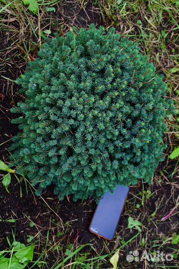 Ель декоративная канадская