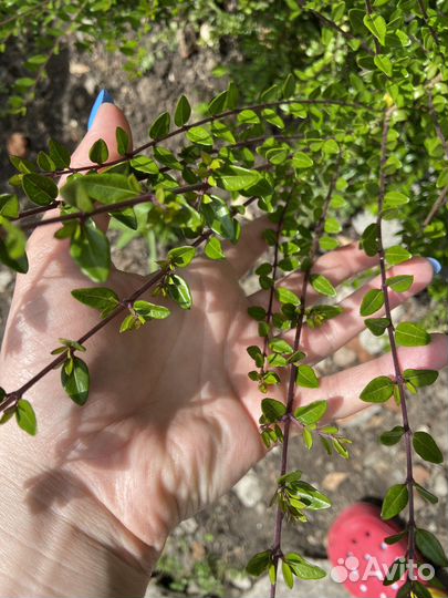 Блестящая жимолость Lonicera nitida
