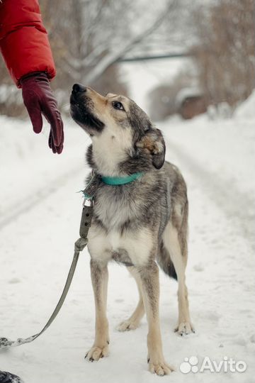 Собаку в добрые руки