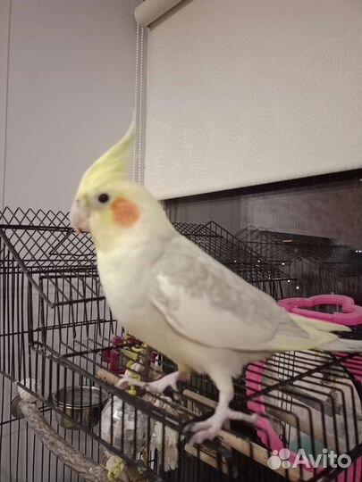 Попугай корелла с клеткой и стендом