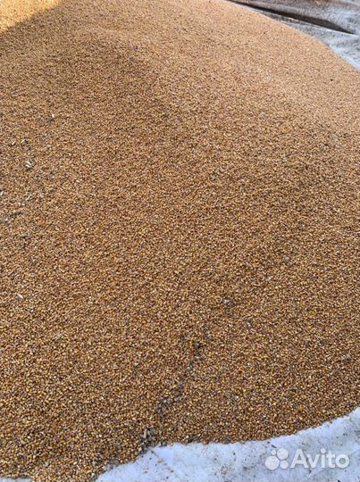 Зерно ячмень, пшеница, кукуруза, Овес,жмых любые к