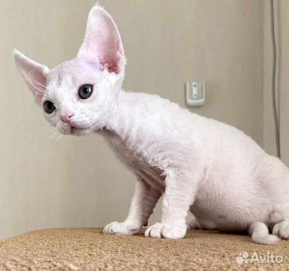 Котенок Девон Рекс