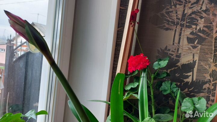 Цветок Амараллис