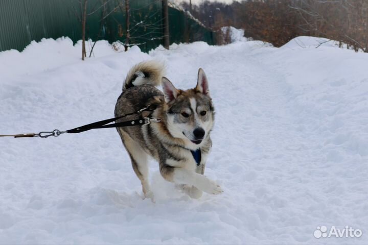 Лайка смешанная