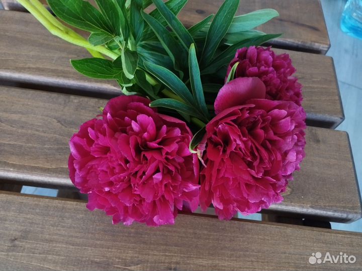 Пион Руба Плена