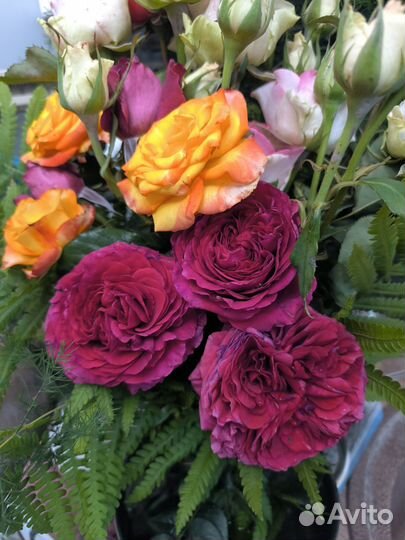 Кусты роз в горшках