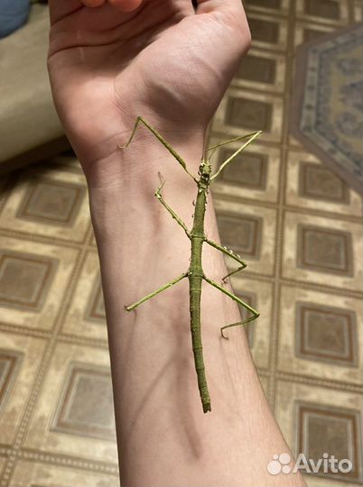 Большой палочник, аннамский палочник с доставкой