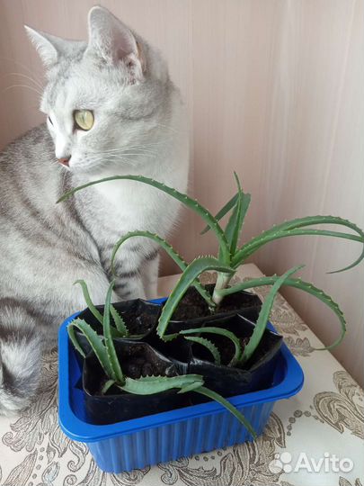 Алоэ, столетник