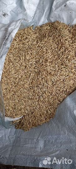 Зерно овес 1 репродукции сорт Яков