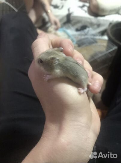 Хомяки джунгарики