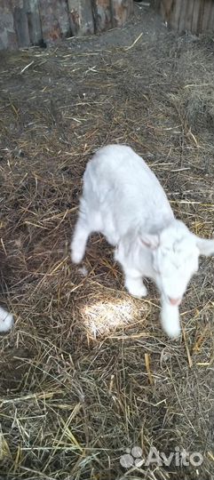 Козы и козлята продажа