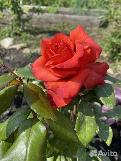 Собственно-корневая роза WOW