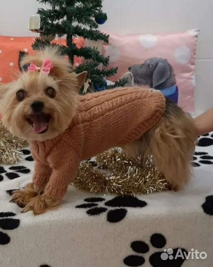 Одежда для маленьких собак