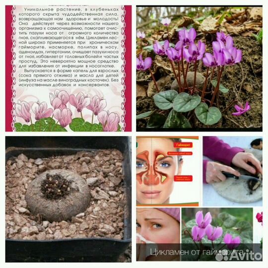 Цикломен Кавказский