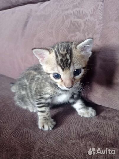 Котята Бенгалы