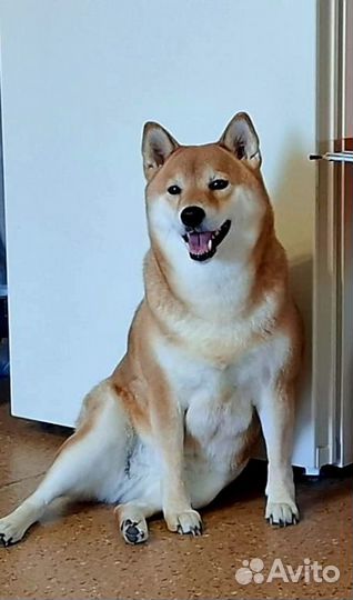 Щенки сиба (шиба) ину с родословной