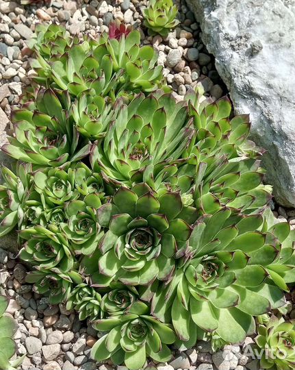 Молодило или каменная роза, садовая