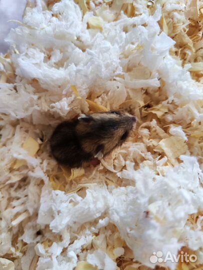 Джунгарский хомяк