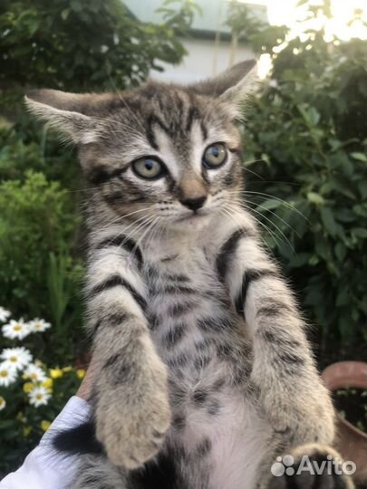 Котенок в дар бесплатно