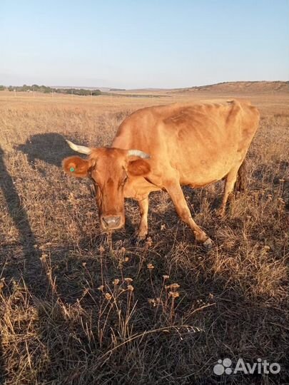 Коровы и телята