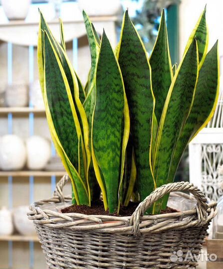 Сансевиерия