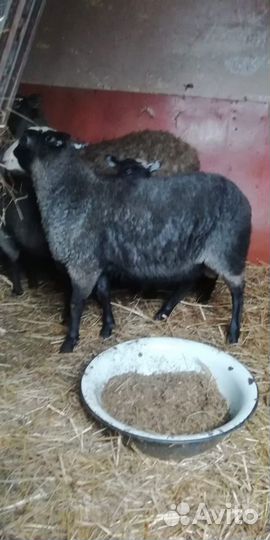 Романовская овца с тремя ягнятами