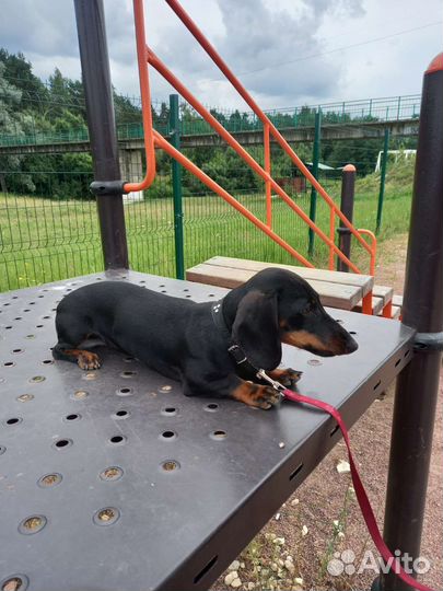 Кинолог с выездом, дрессировка собак всех пород