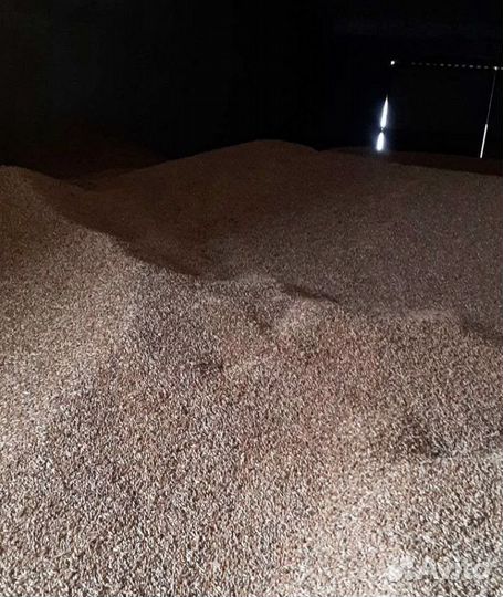 Кормовой ячмень, Фуражный горох на корм