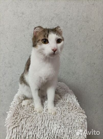 Тимка - Тимоша