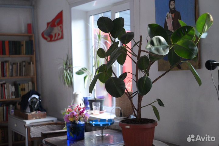 Фикус каучуконосный большой