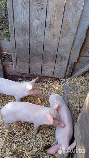 Поросята