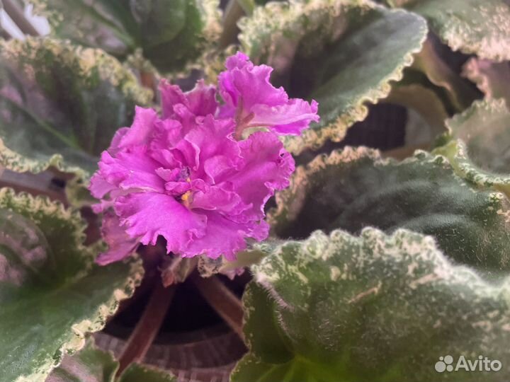 Фиалка Узамбарская (Сенполия) сортовая