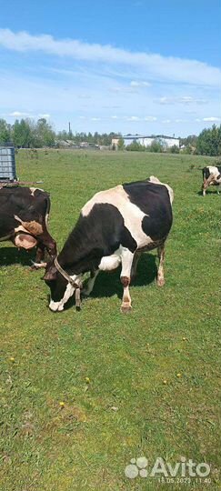 Корова стельная