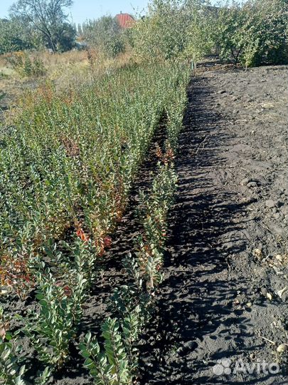 Кизильник блестящий