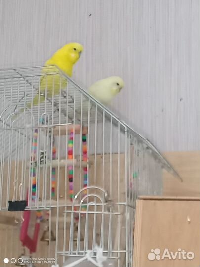 Волнистые попугаи