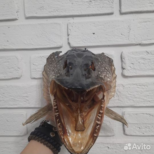 Чучело головы щуки