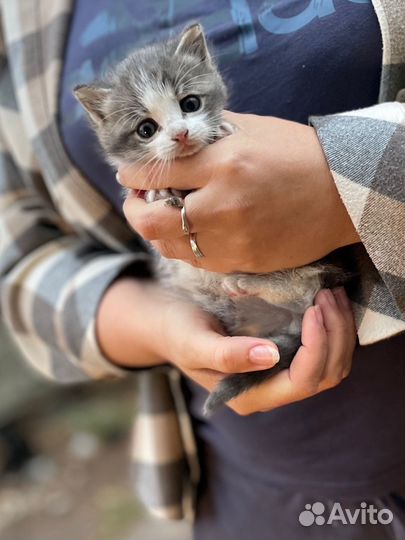 Котенок мальчик в добрые руки