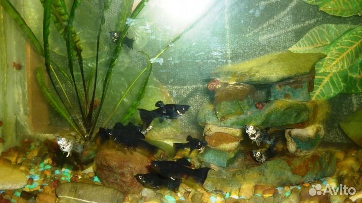 Рыбки моллинезии