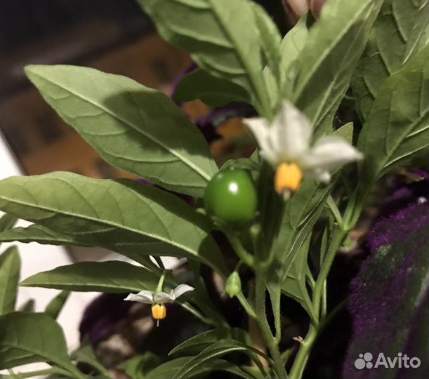 Крассула Эуфорбия паслён