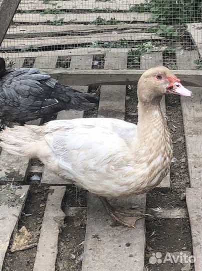 Индоутки на племя в Лобне