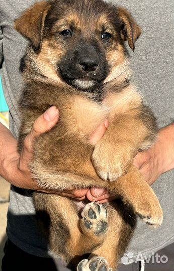 Спасите Прошу