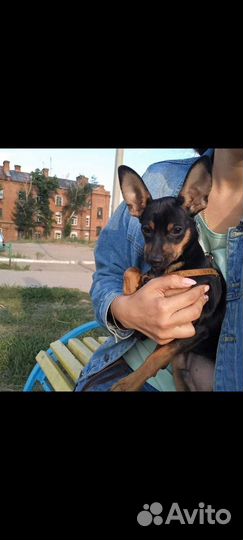 Вязка, Собака