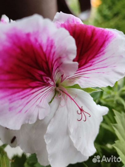 Пеларгония