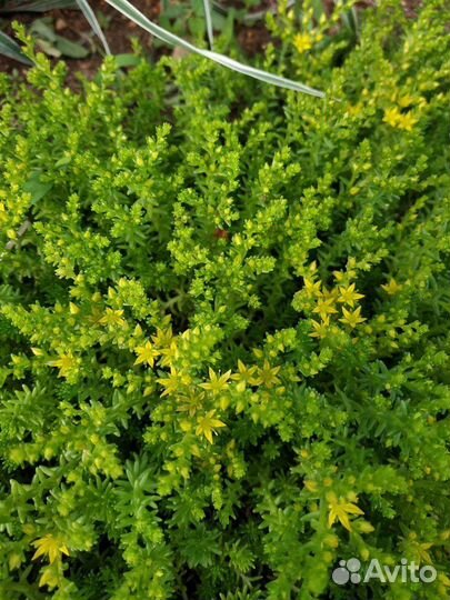 Почвопокровные растения