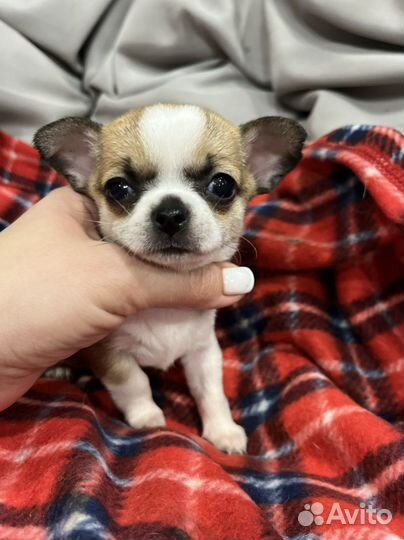 Чихуахуа мини