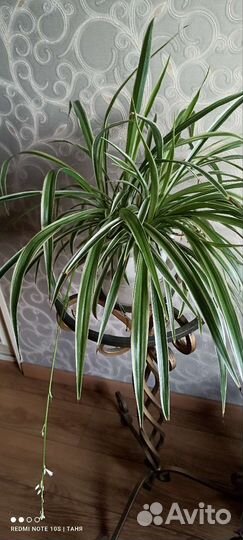 Хлорофитум хохлатый