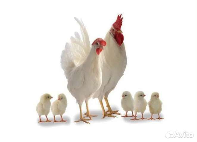 Цыплята Супер ник коралл(легорка)