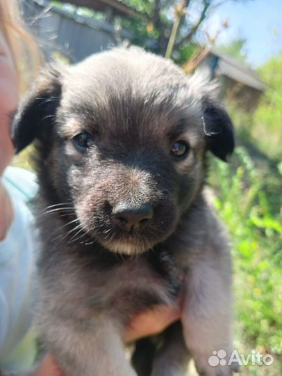 Щеночки ищут верных друзей