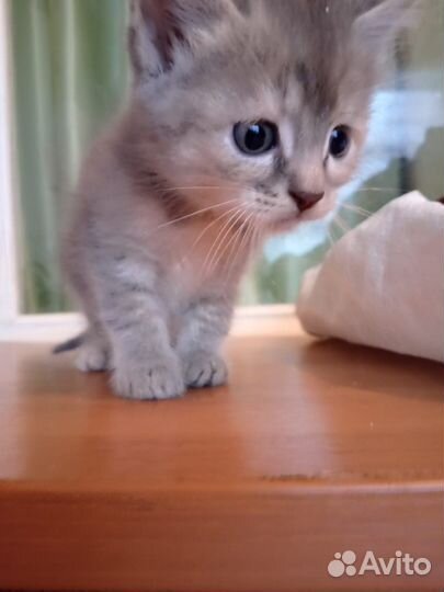 Котята в дар